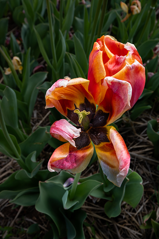 Tulipes