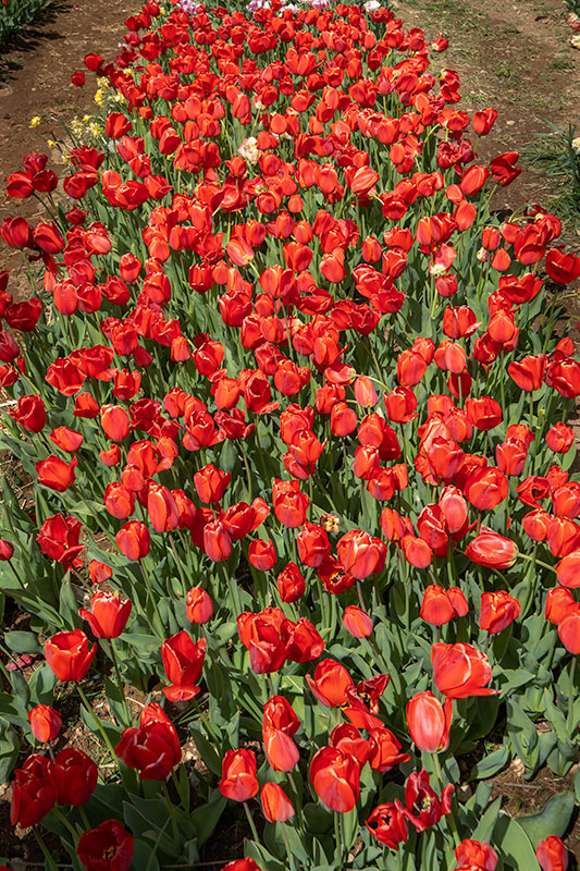 Tulipes