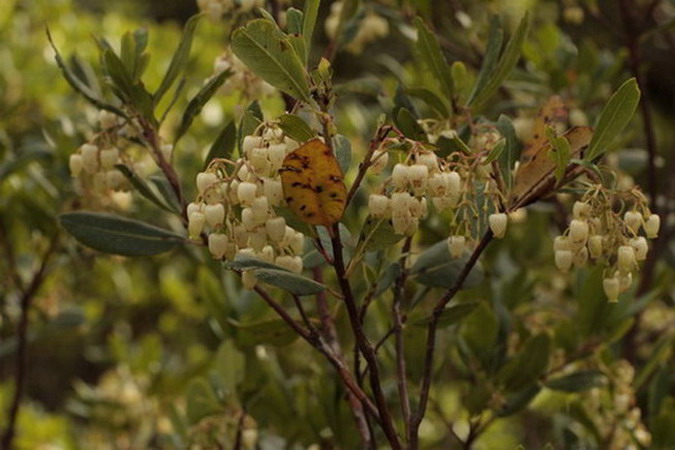 Arboç arbutus, unedo