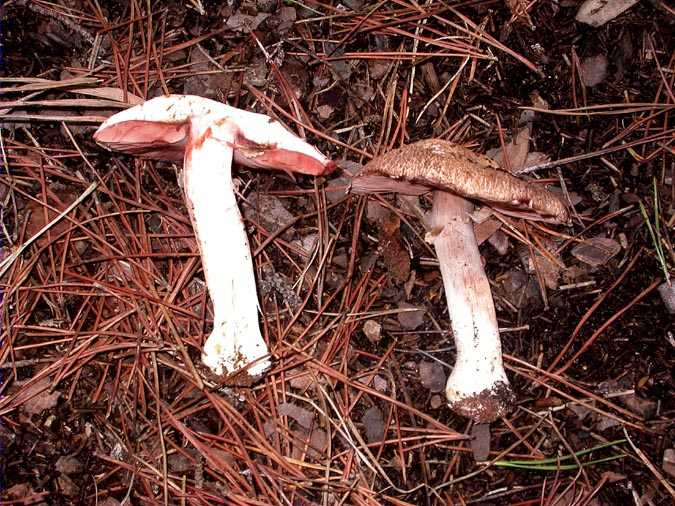 Agaricus haemorrhoidarius Schulz. ap. Kalchbr.