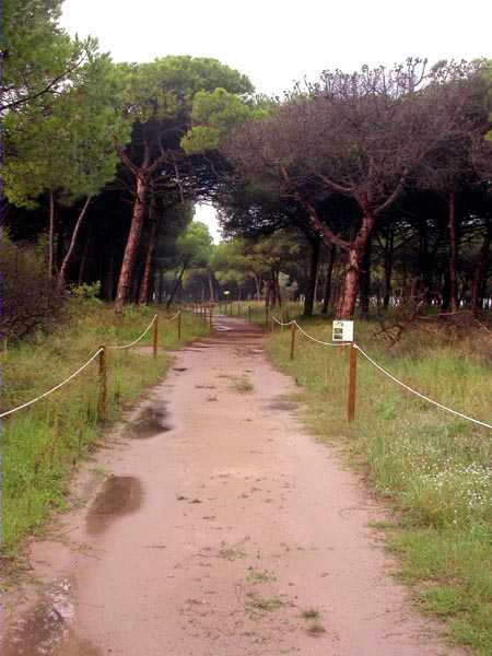 Zona de la Pineda de Can Camins