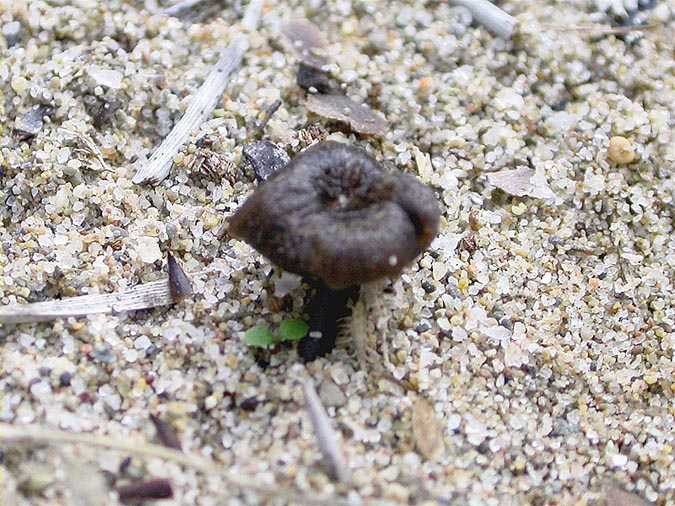 Entoloma phaeocyathus Noordel