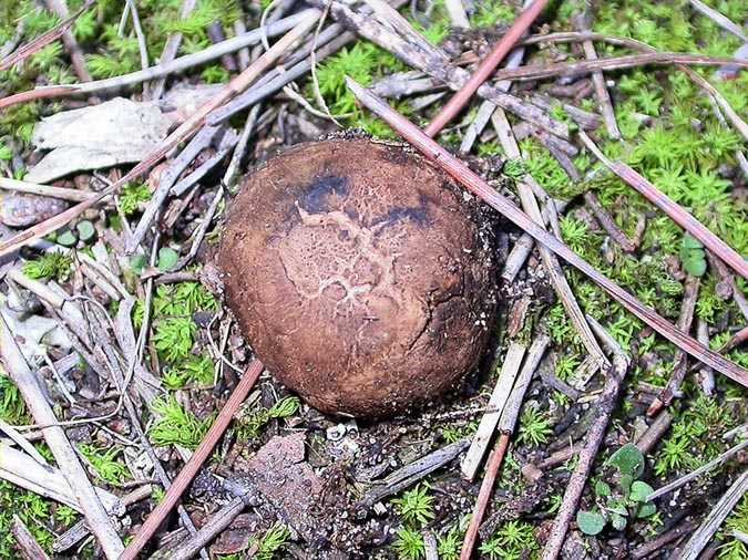 Fetjò ( Rhizopogon roseolus (Corda) Th. Fr.)