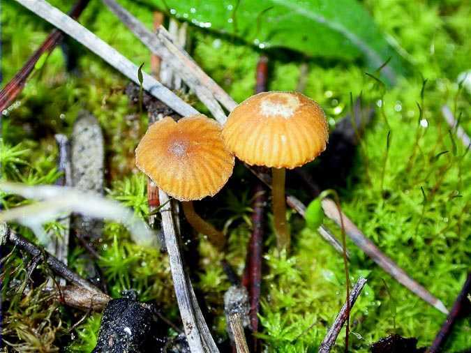 Galerina laevis (Pers.) Singer