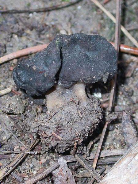 Orella de gat (Helvella lacunosa)