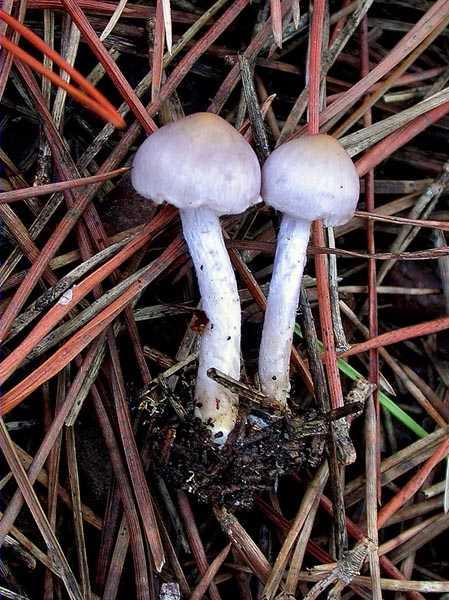 Inocybe geophylla var. lilacina (Peck.) Gill.