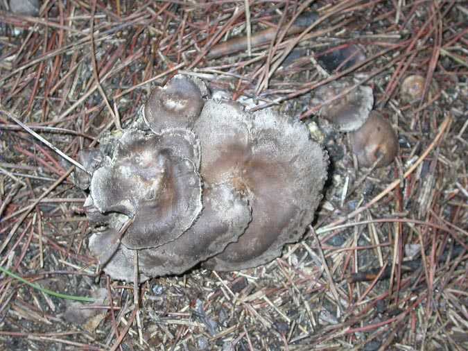 Lyophyllum littoralis (Ballero & Contu) Contu