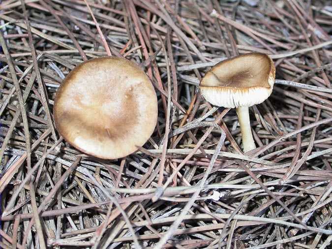 Melanoleuca cognata (Fr.) Konrad & Maublanc