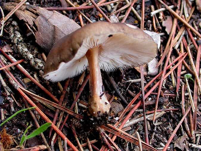 Melanoleuca polioleuca (Fr.) Kühner & Maire)