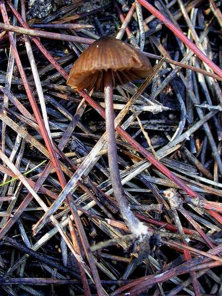 Mycena galopus var. nigra Rea (= Mycena leucogala (Cooke) Sacc.)