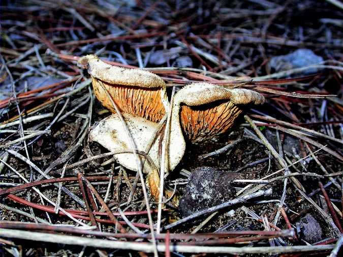 Tapinella panuoides (Batch.) E.J.Gilbert (= Paxillus panuoides)