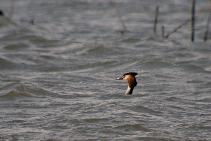 Cabussó emplomallat (Podiceps cristatus)