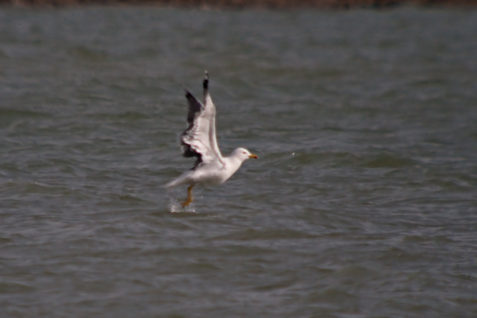 Gavià argentat (Larus michaellis) 1de3