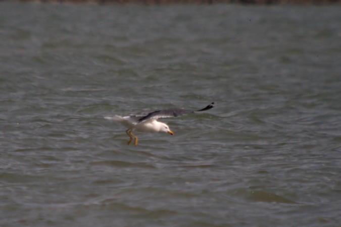 Gavià argentat (Larus michaellis) 2de3