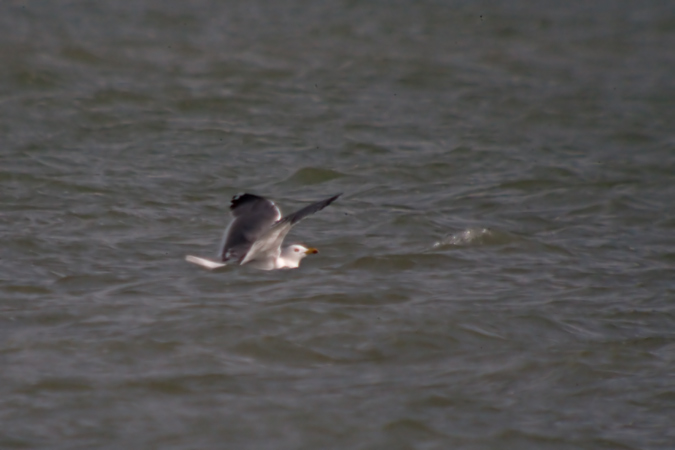 Gavià argentat (Larus michaellis) 3de3