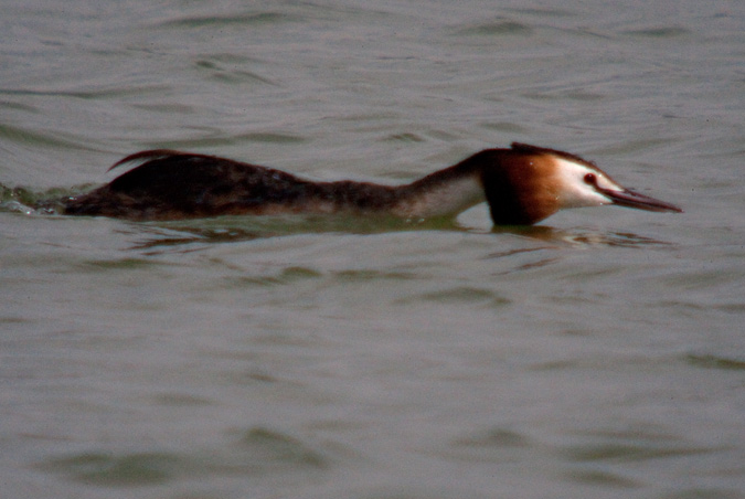 Cabussó emplomallat (Podiceps cristatus)