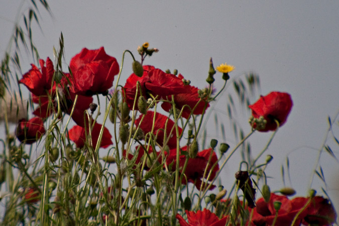 Roselles (Papaver rhoeas)