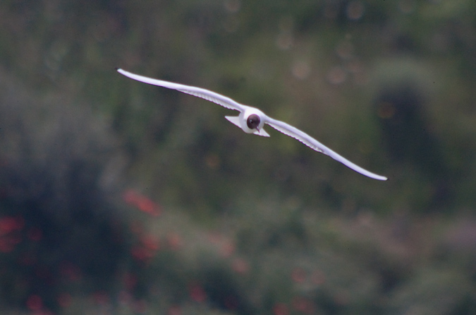 Gavina vulgar (Larus ridibundus) 1de3