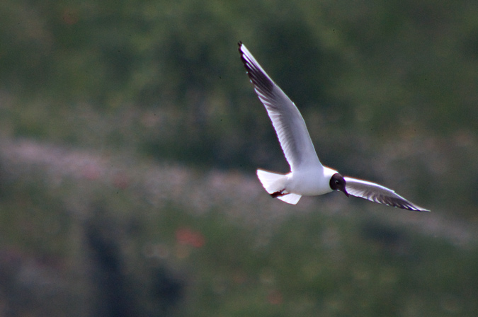 Gavina vulgar (Larus ridibundus) 2de3