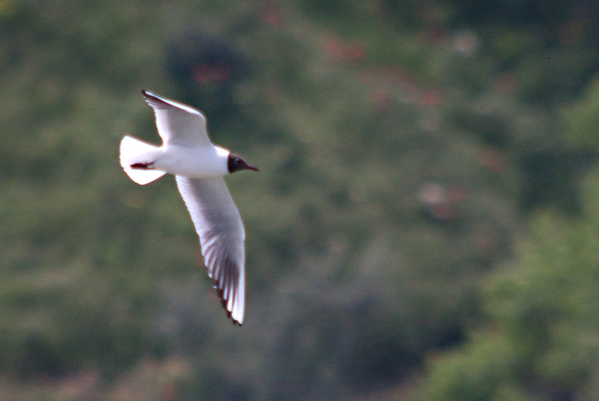 Gavina vulgar (Larus ridibundus) 3de3