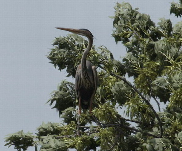 Bernat pescaire (Ardea cinerea)