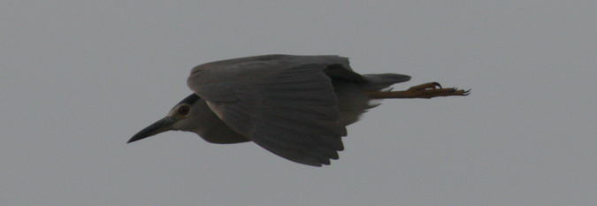 Martinet de nit, o orval (Nycticorax nycticorax)