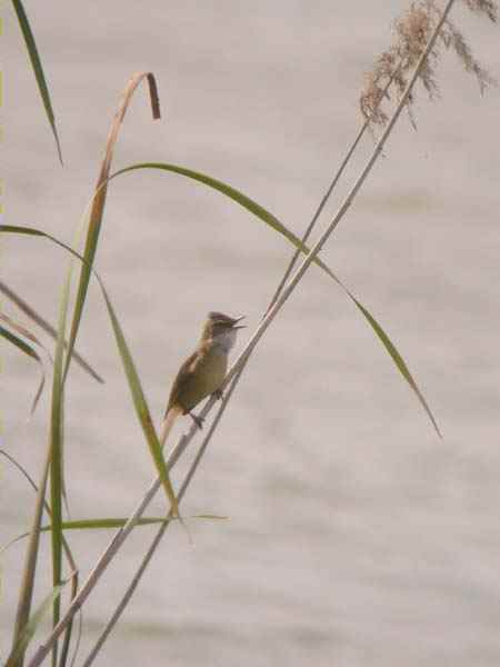 Balquer, carricero tordal (Acrocephalus arundinaceus)