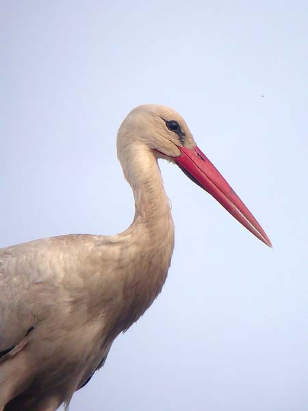 Cigonya (Ciconia ciconia)