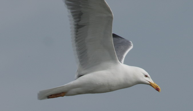 Gavià argentat (Larus michahellis)