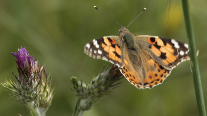 Vanessa cardui