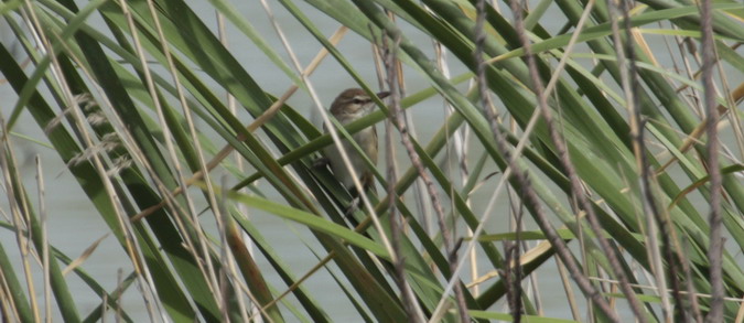 Balquer (Acrocephalus arundinaceus)