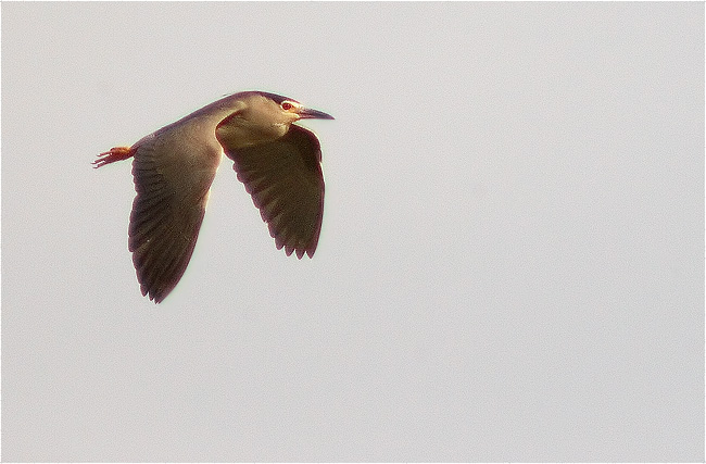 Martinet de nit (Nycticorax nycticorax)