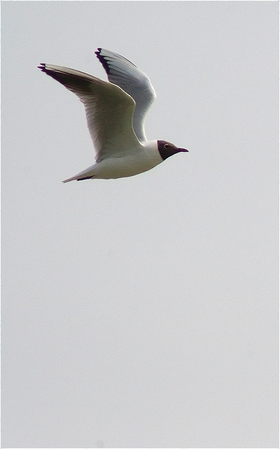 Gavina vulgar (Larus ridibundus)