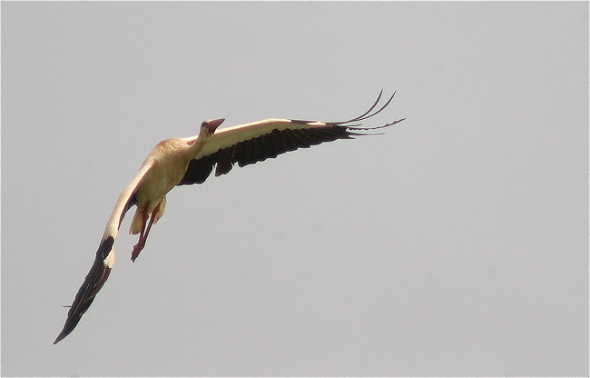 Cigonya (Ciconia ciconia) 1/2