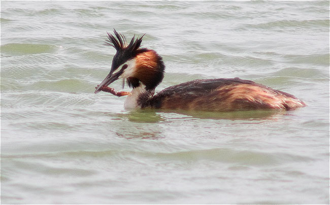 Cabussó emplomallat (Podiceps cristatus)