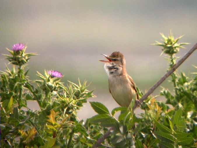 Balquer, carricero tordal (Acrocephalus arundinaceus)