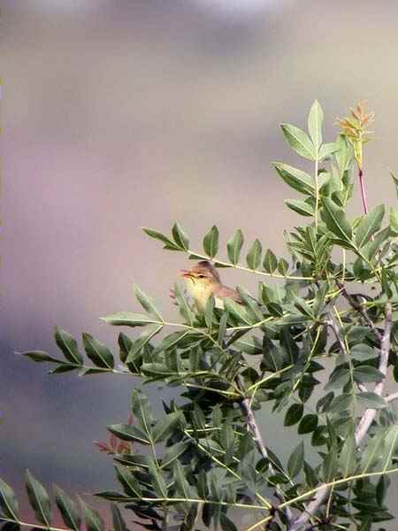 Mosquiter de passa, mosquitero musical (Phylloscopus trochilus)