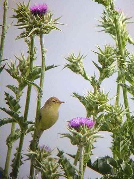 Mosquiter de Passa, mosquitero musical (Phylloscopus trochilus)