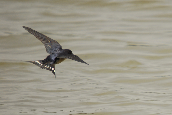 oreneta vulgar (Hirundo rustica)