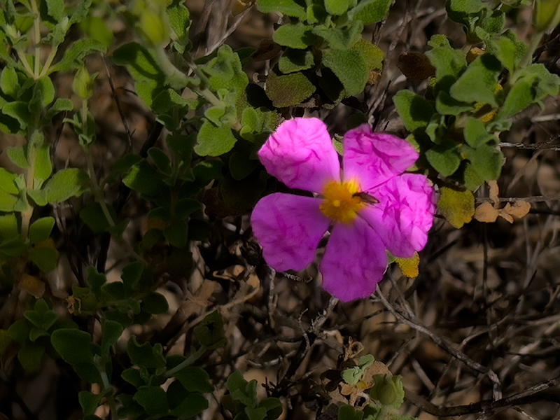 Estepa menorquina (Cistus creticus)