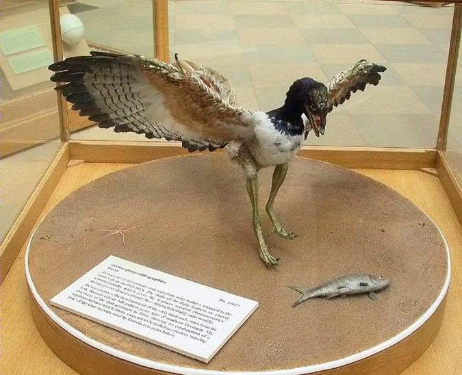 Reconstrucció Archaeopteryx lithographica