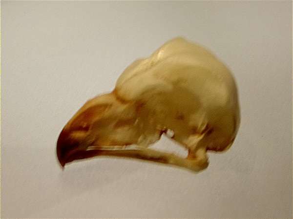 Crani mussol banyut, búho chico (Asio otus)