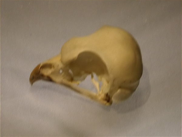 Crani Xoriguer (Falco tinnunculus)