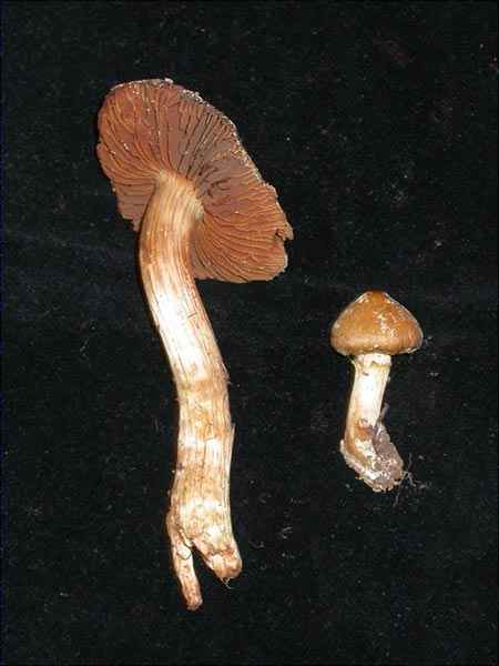 Cortinarius colymbadinus Fr.