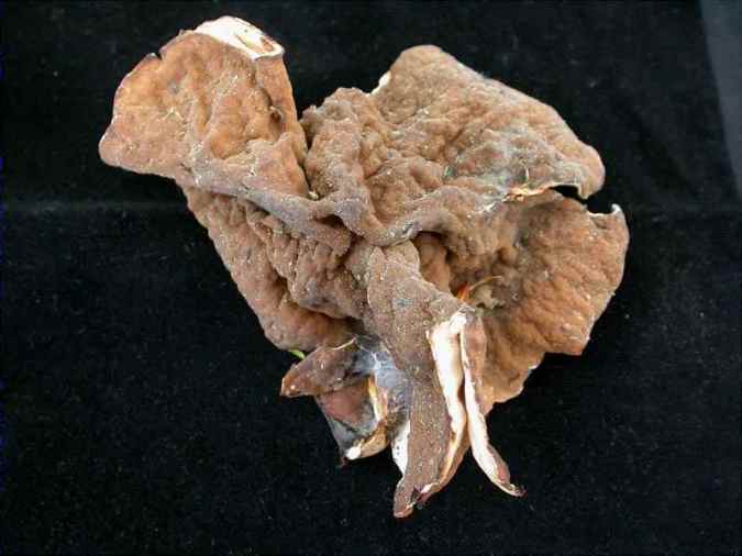 Discina ancillis (Pers.) Sacc (= Gyromitra perlata)