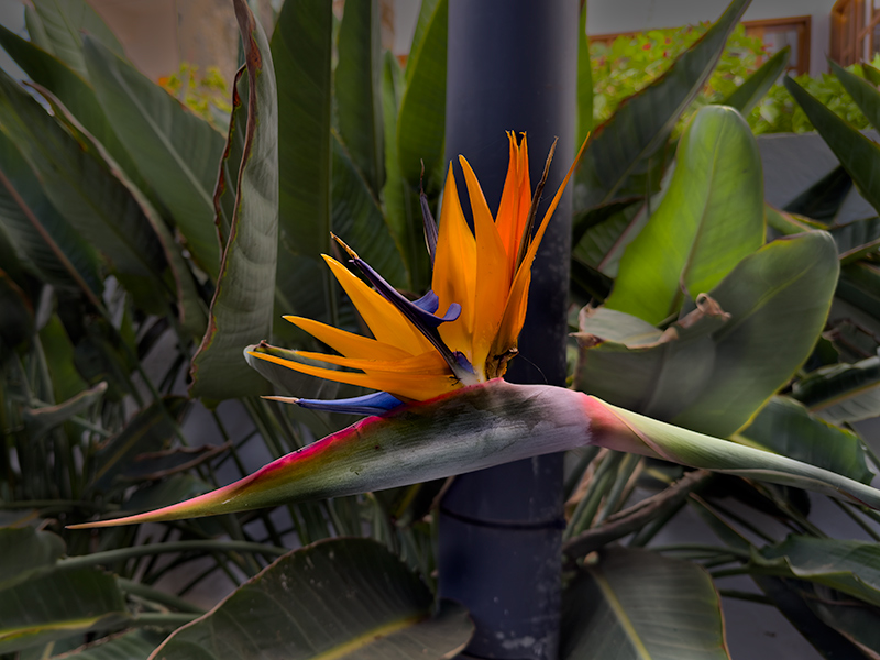 Ave del paraíso (Strelitzia reginae)