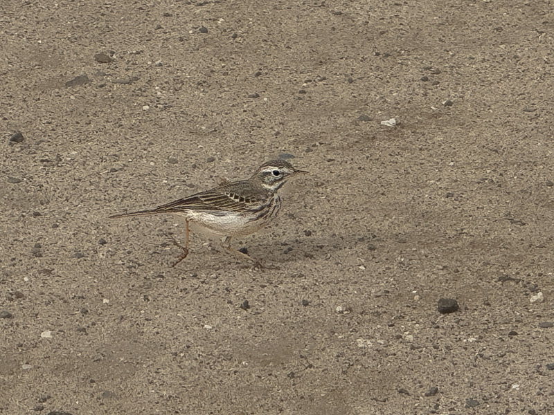 Bisbita pratense (Anthus pratensis)
