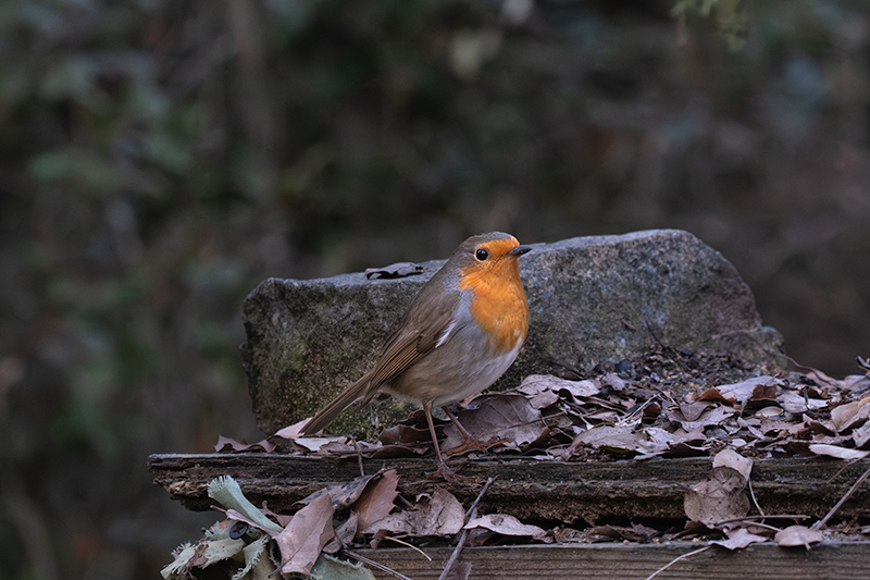 Pit roig (Erithacus rubecola)