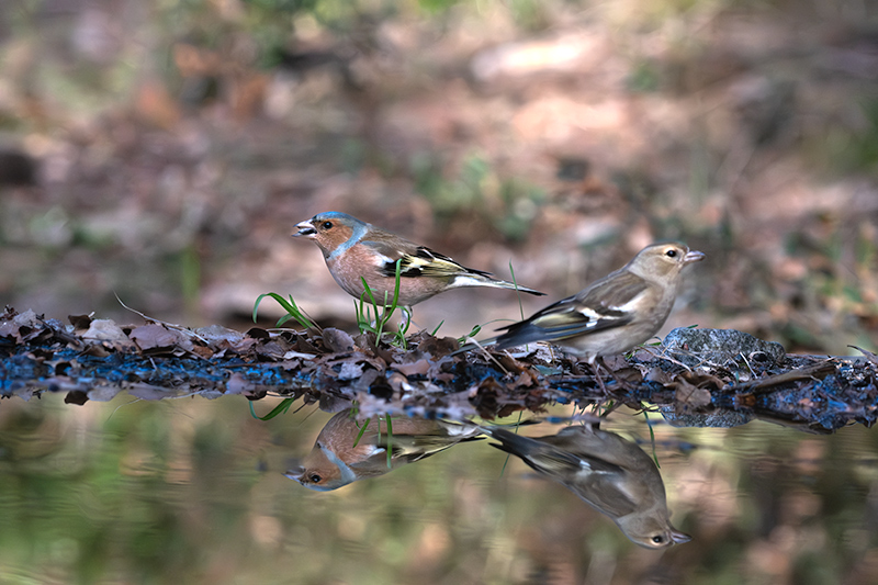 Pinsà comú (Fringilla coelebs)