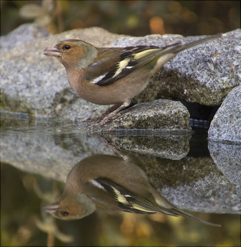 Mascle de Pinsà comú (Fringilla coelebs)